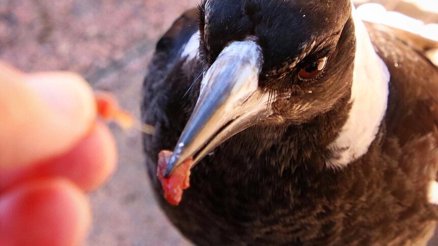 A magpie eats out a person's hand.