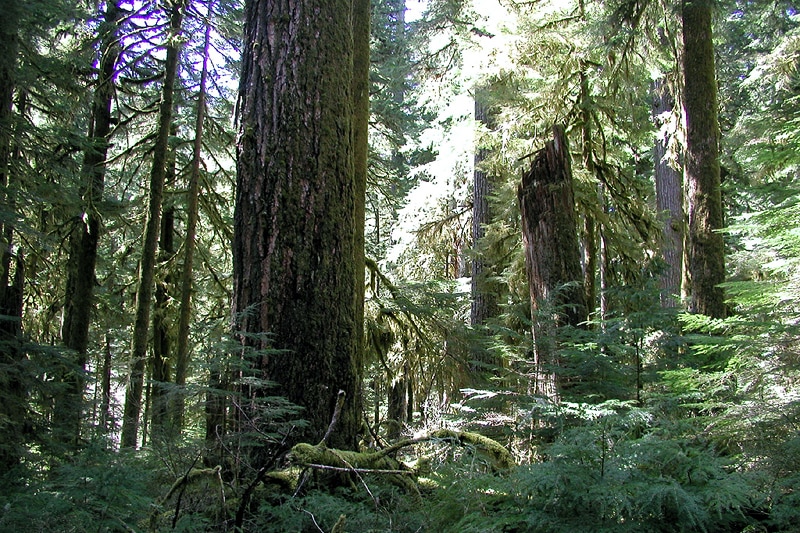 Old-growth forest in Willamette National Forest, Oregon. Photo: Wikimedia Commons.