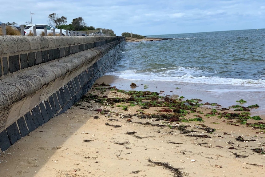 A bluestone and cement sea wall at Brighton Beach showing a beach and seawater.