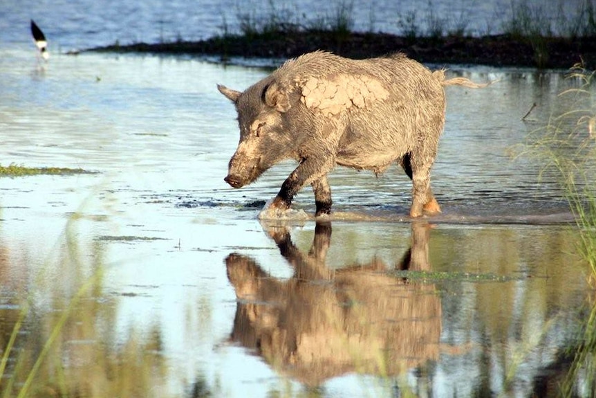 A feral pig walks through water.