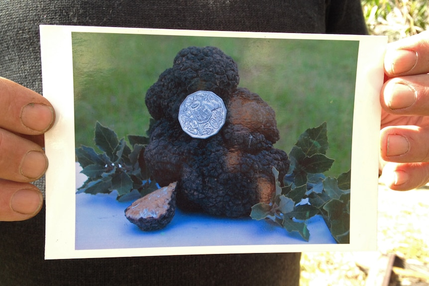 Bruce holds a photo of a 600 gram truffle with a 50 cent coin sitting on for size comparison.