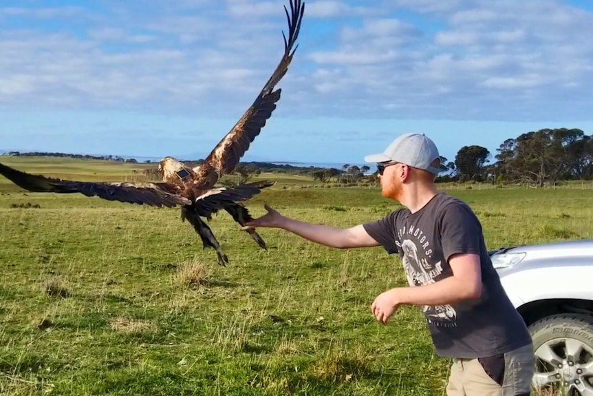 A man with arm outstretched releases a wedge-tailed eagle in mid-air