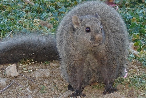 Wooly flying squirrel crop WCS Pakistan