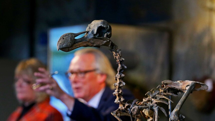 Dodo skeleton sells at auction for $470,000