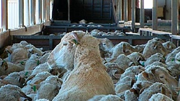 Exporters hope to resume the sheep trade within 3 months.