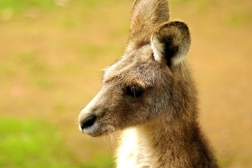 A close-up of a kangaroo's head.