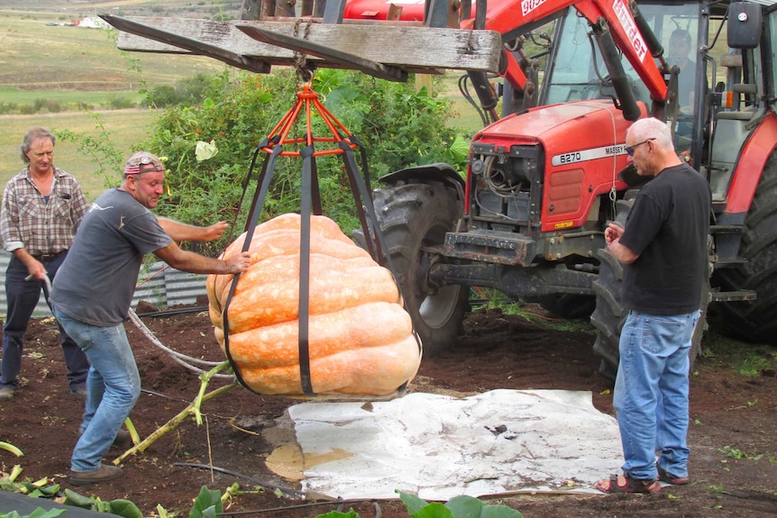 Men, with the aid of a tractor, lift a huge pumpkin from a garden.