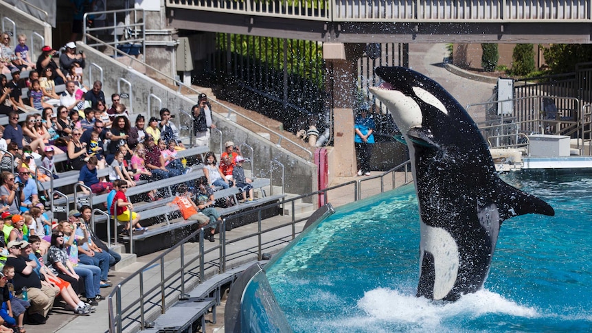 A killer whale springs out of the water in a pool in front of a crowd