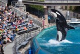 A killer whale springs out of the water in a pool in front of a crowd