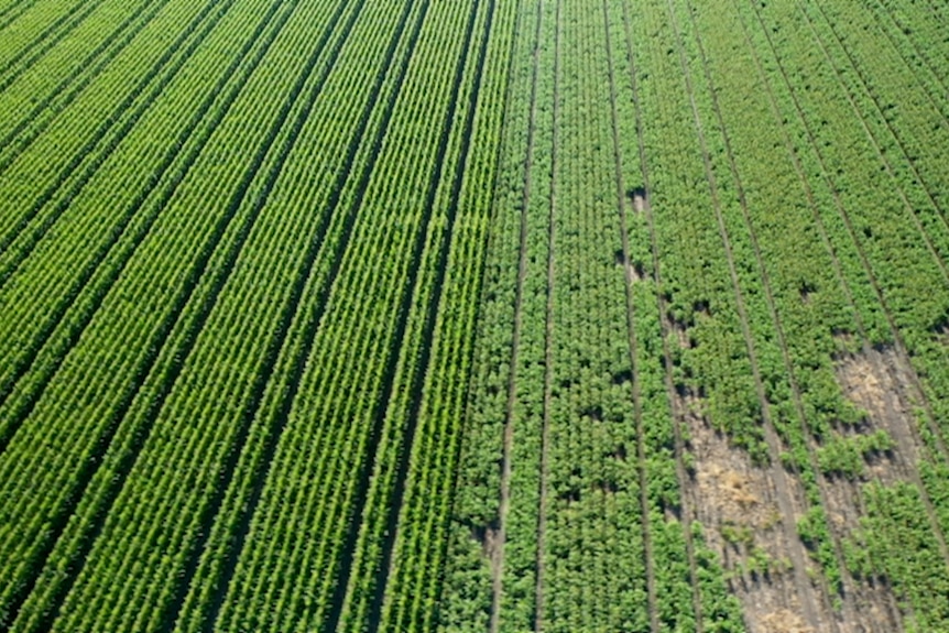 Photo of two differently grown cotton.