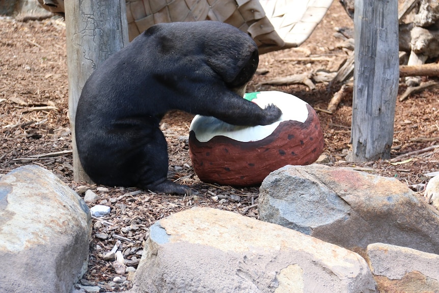 A bear plays with a large Christmas pudding-shaped parcel.
