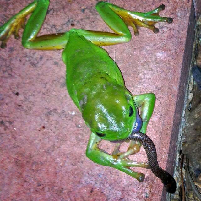 A green tree frog eating an orange-naped snake