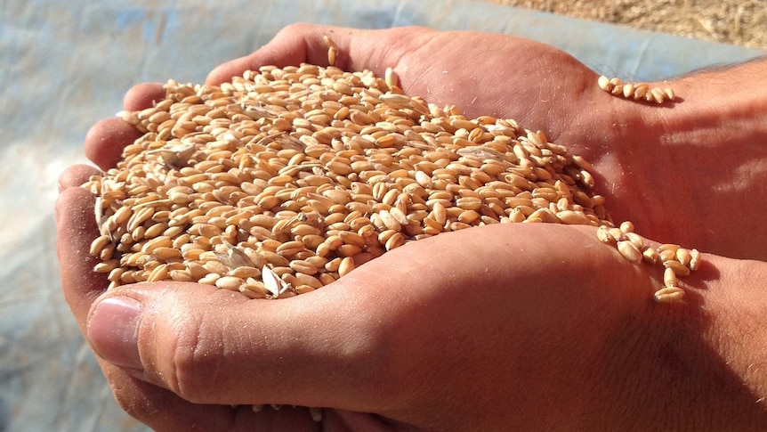 cupped hands full of grain set against a background of bulk grain