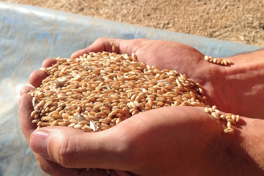 Cupped hands full of grain set against a background of bulk grain