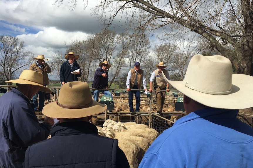 A lamb sale auction with a crowd of people watching several auctioneers and agents.