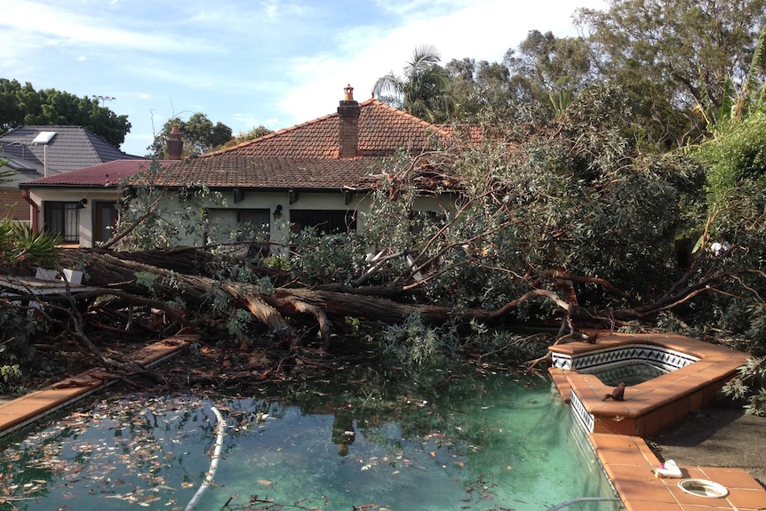 Tree in pool at Concord