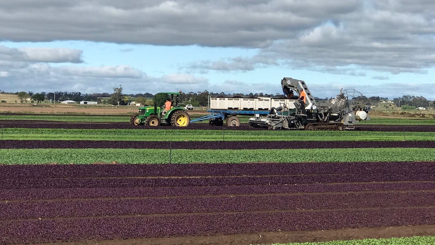 Farmers work to pick their spinach crop at Dicky Bill Farm in Gippsland.