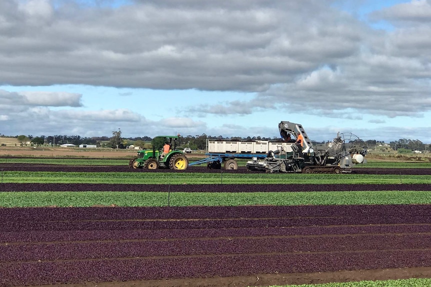 Farmers work to pick their spinach crop at Dicky Bill Farm in Gippsland.