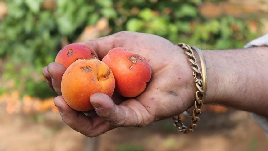 A man holds three damaged apricots in his hand