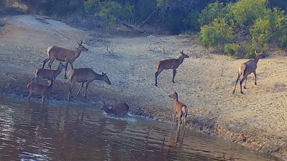 Feral deer in and around a lake.