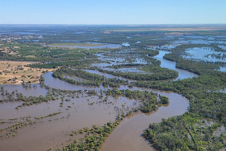 River Murray floodwaters inundate wooded areas.