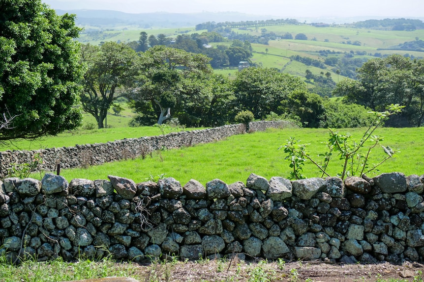 Dry stone walls surrounding a green grassy paddock.