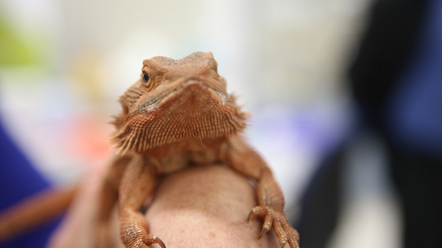 A close up of a dragon lizard with sharp claws.