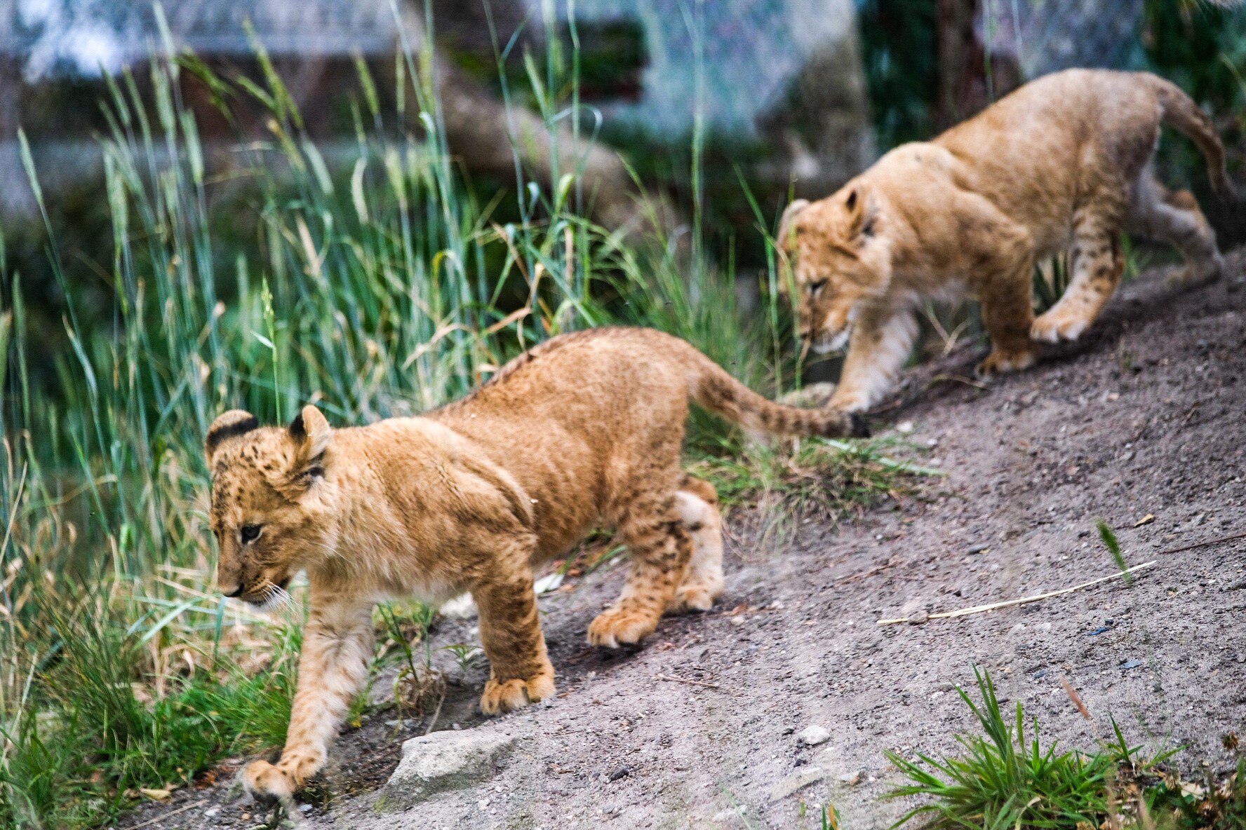 Taronga Zoo lion escape forces campers to hide in toilet block safe