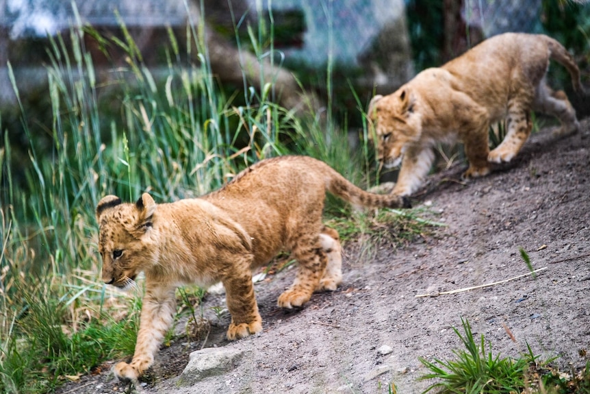 Two lion cubs walk on dirt and grass.
