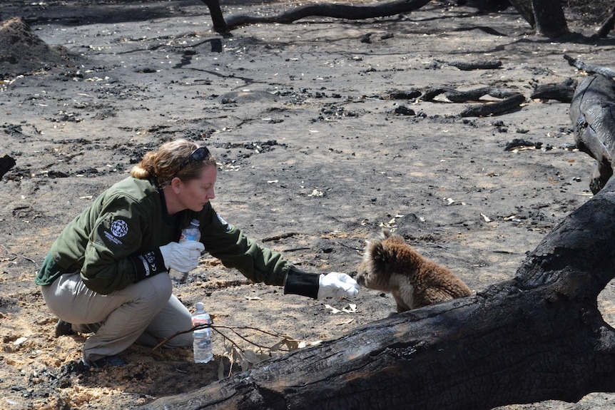 A koala sitting in burnt out land is fed water by a Humane Society worker