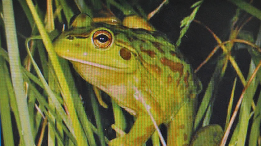 Southern bell frog seen again as lower Murray level rises