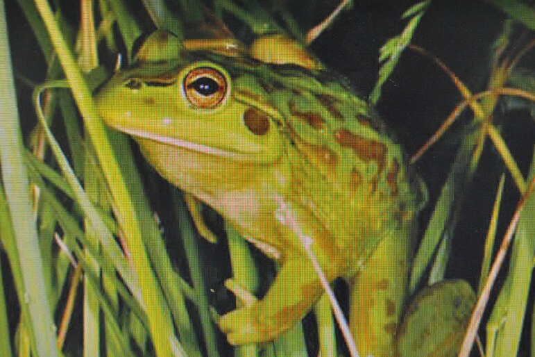 Southern bell frog seen again as lower Murray level rises