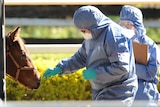 Biosecurity officers take a swab from a horse