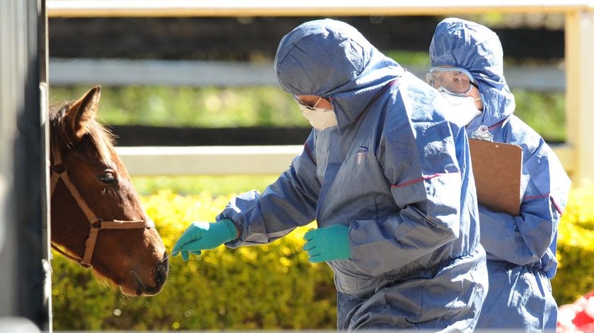 Biosecurity officers take a swab from a horse