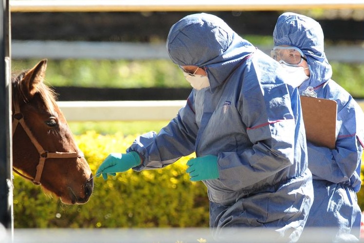 Biosecurity officers take a swab from a horse's nose