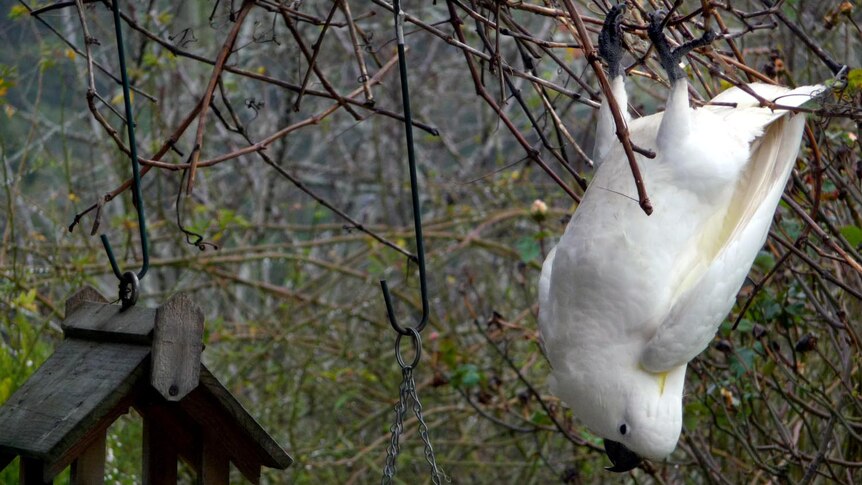 Cockatoo waits for feeding time