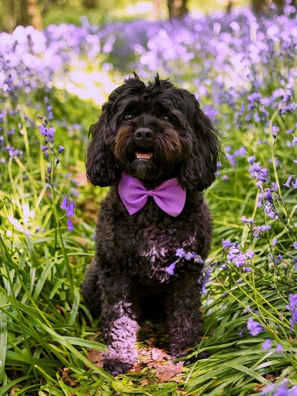 A black poodle-cross dog, wearing a purple tie, in a field of purple flowers.