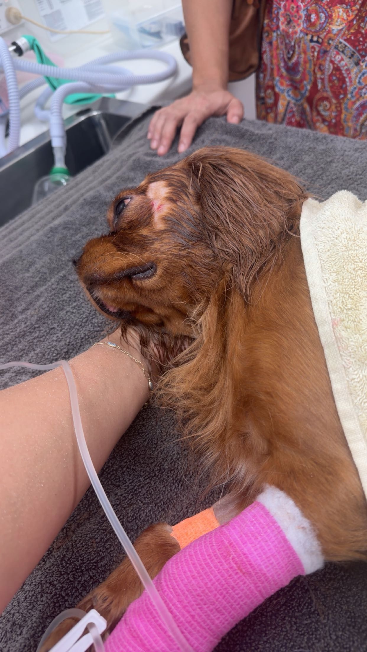 Dog survives crocodile attack at Darwin beach