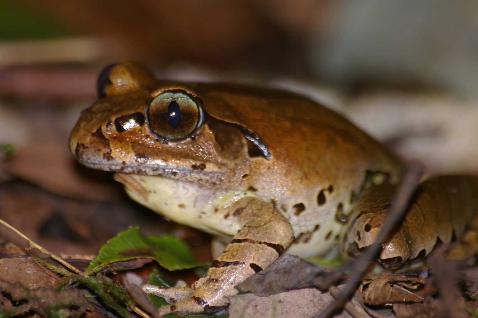 Frog sitting on the ground