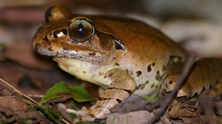 Frog sitting on the ground