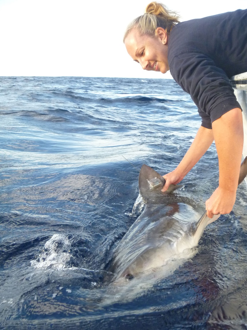 UQ researcher and PHD student Bonnie Holmes with a tiger shark off Fraser Island in south-east Queensland in February 2015