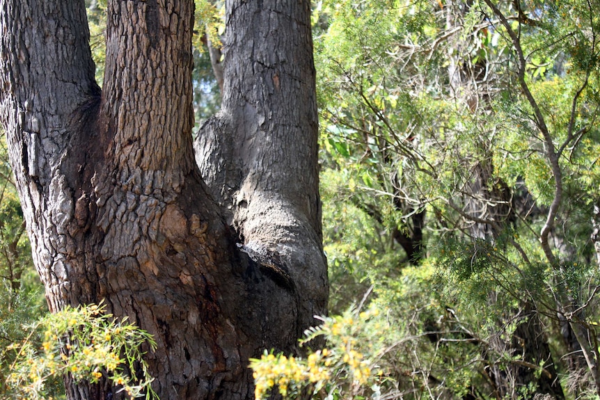 A large redgum with multiple trunks