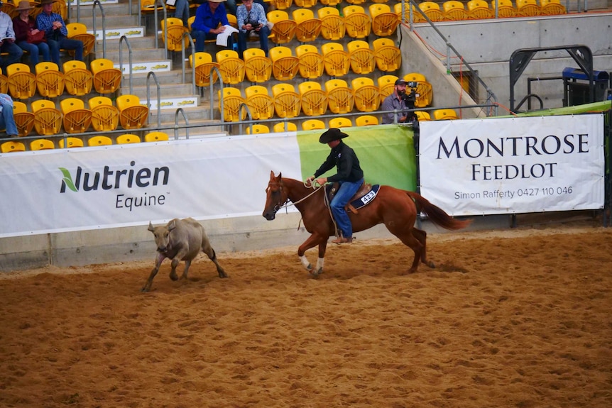 A horse and rider rounding up a buffalo calf at a horse sale