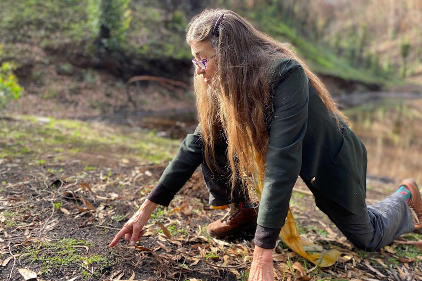 A woman kneels in bushland, pointing to grasses emerging from the soil.