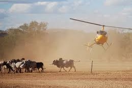 A helicopter musters cattle.