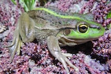 A close up of a bright green and brown frog on pink foliage 