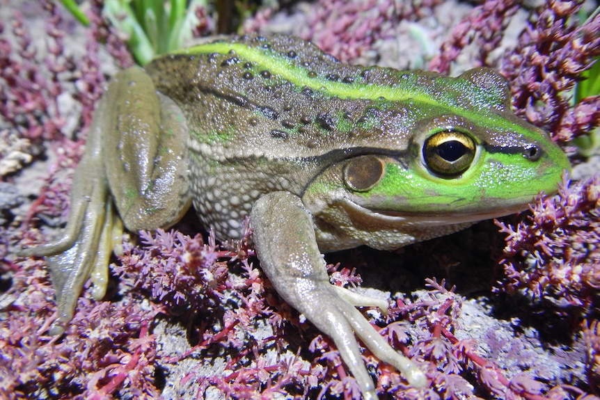 A close up of a bright green and brown frog on pink foliage 