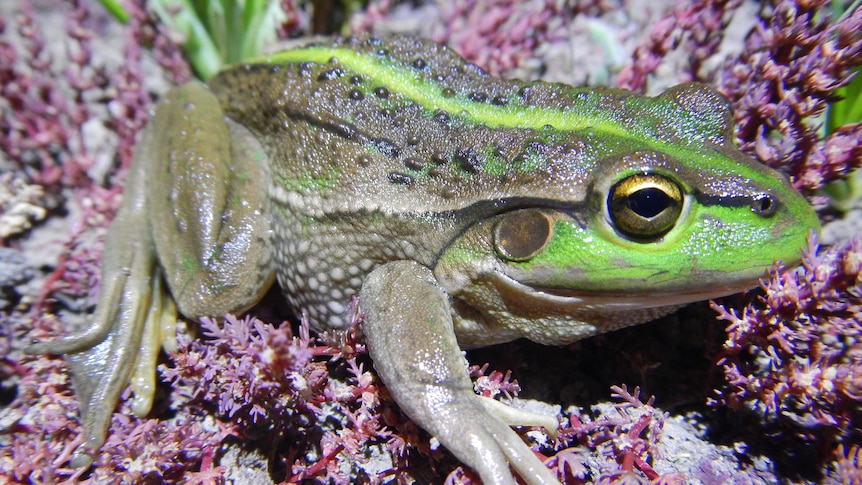 A close up of a bright green and brown frog on pink foliage 