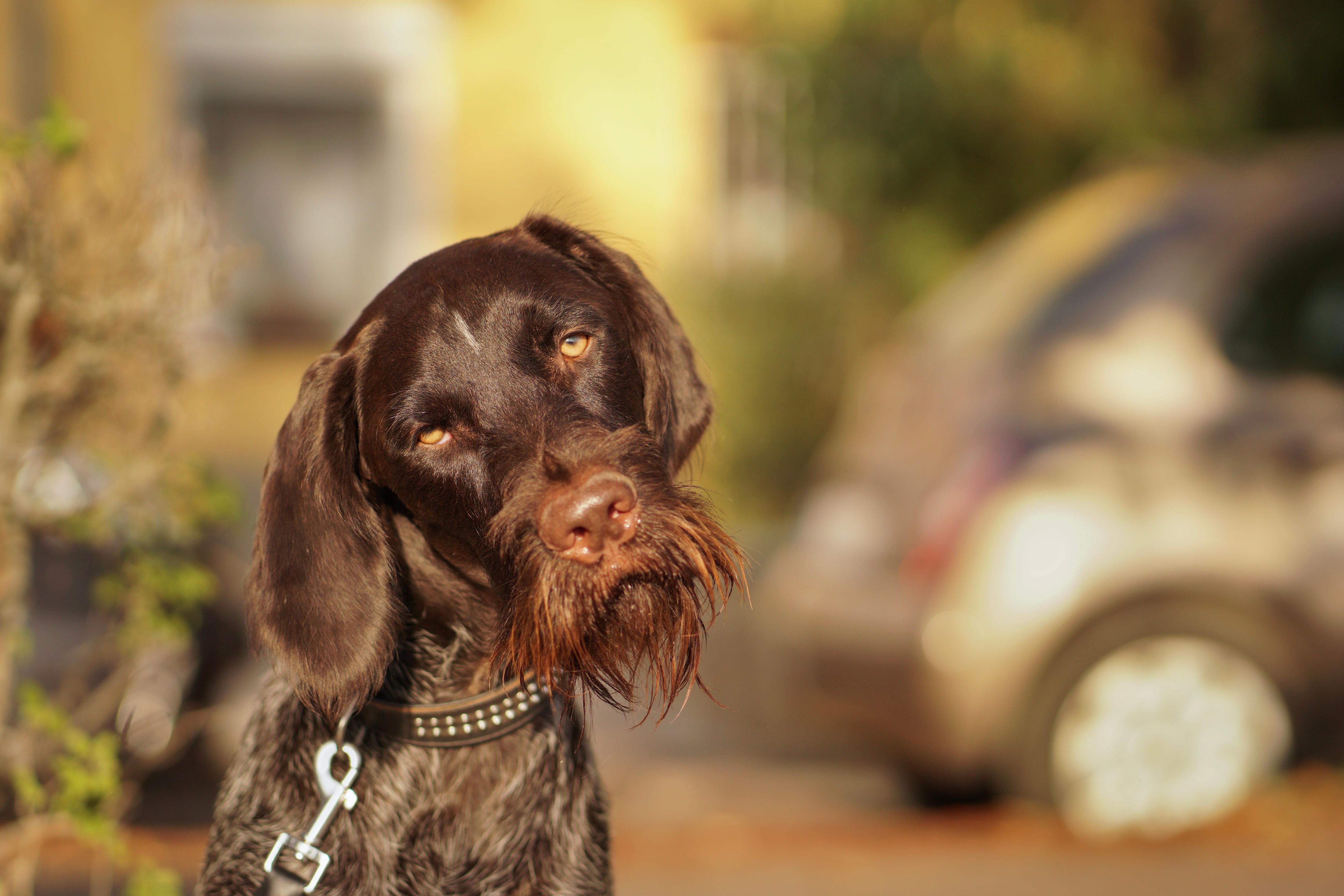 A brown dog looking at the camera with a tilted head