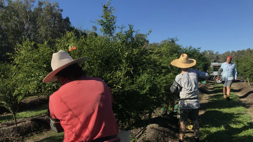 Shots of pickers working in the rows of the orchard.